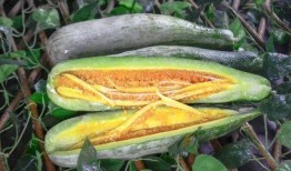 网红吃瓜爆料群,幕后真相大曝光